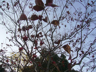 寝屋川公園 紅葉ウォーキング