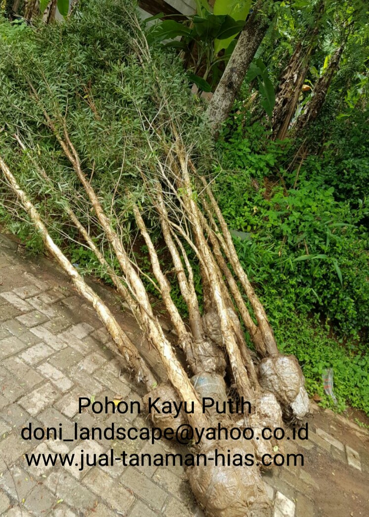 JUAL POHON KAYU PUTIH  BIBIT POHON KAYU PUTIH  MURAH 