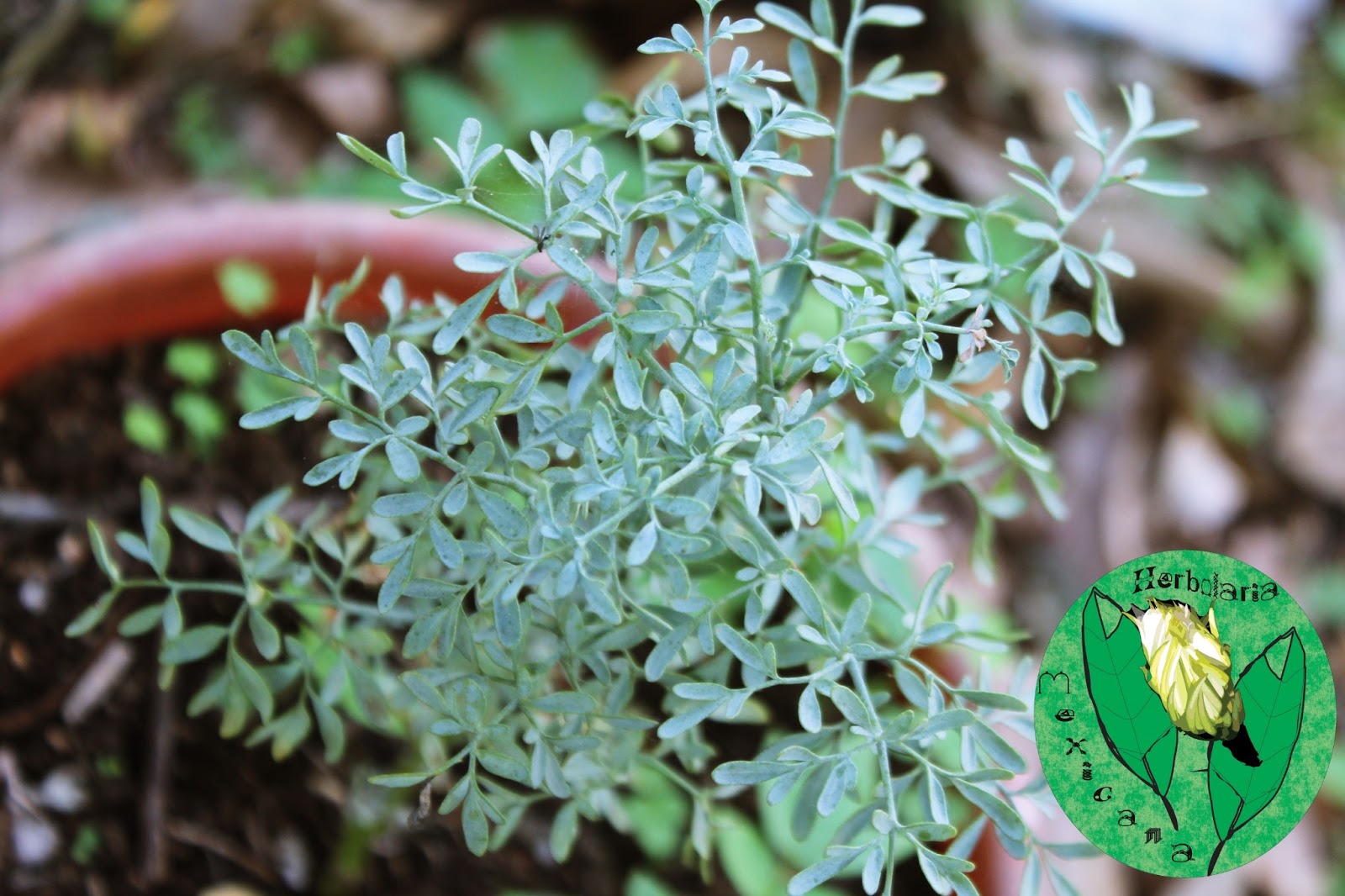 Plantas Medicinales RUDA (Rutagraveolens)