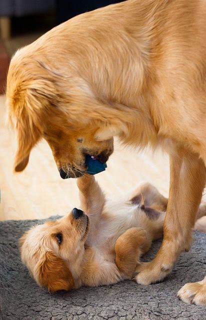 Cute puppy and dog: 3 Cute Amazing Puppies