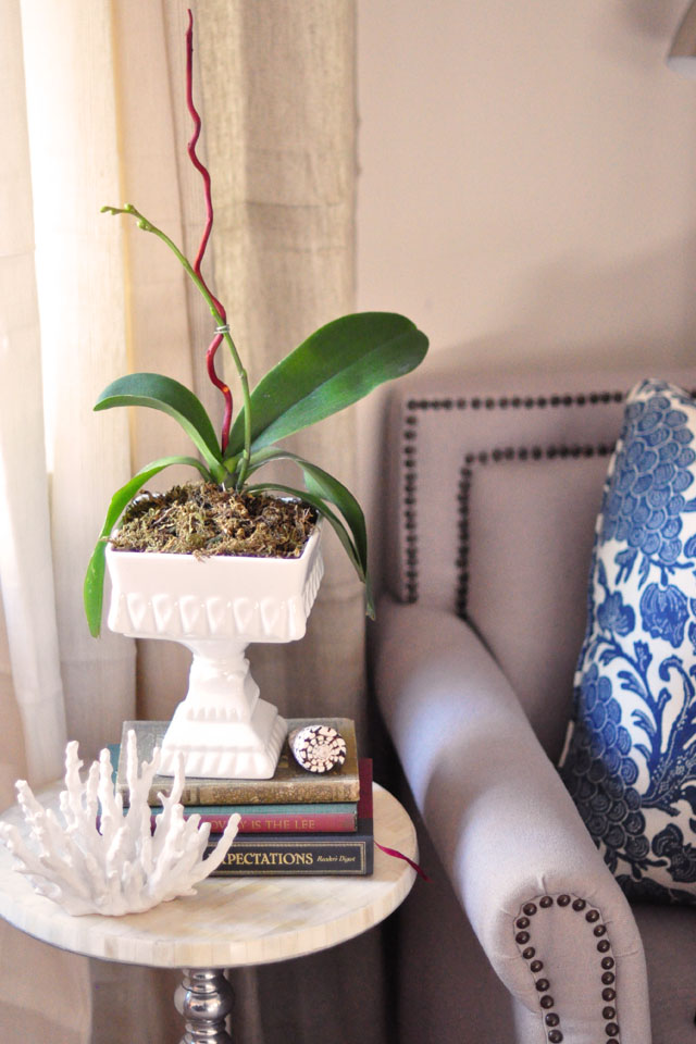 how to replant and regrow orchids