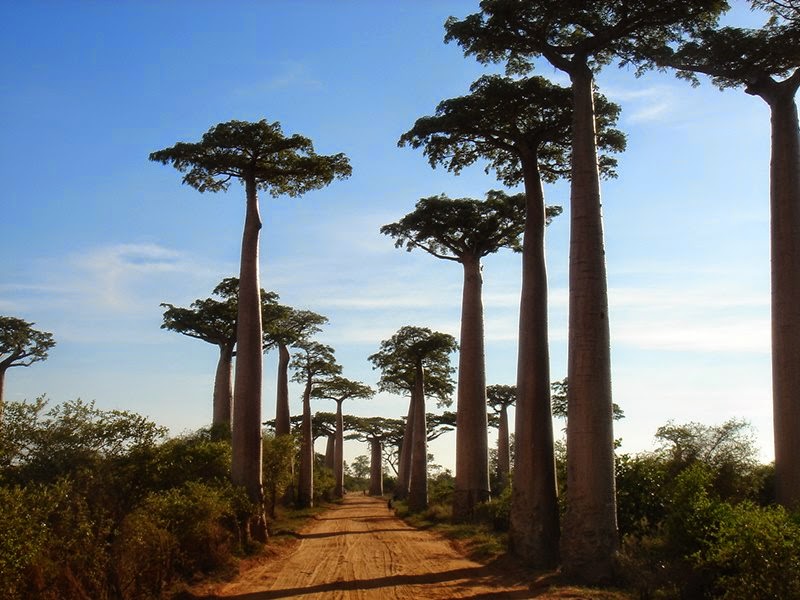Madagascar Trees