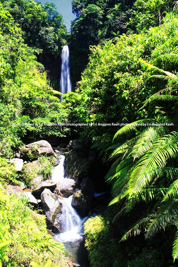 Curug Gado Bangkong di sela rerimbunan vegetasi Curug Gado Bangkong di sela rerimbunan vegetasi