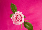Pink Roses Wallpapers (pink roses )