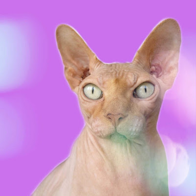imágenes de gatos imágenes de gatos