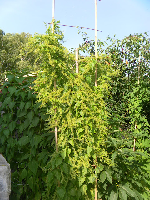 Hablitzia tamnoides
