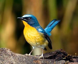 burung tledekan gunung daftar harga baru 