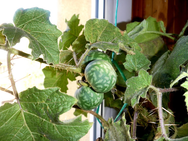 Yoa (Solanum palinacanthum)