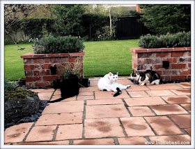 3 cats in the garden basil tabby smooch tripawed and parsley sauce black house panther