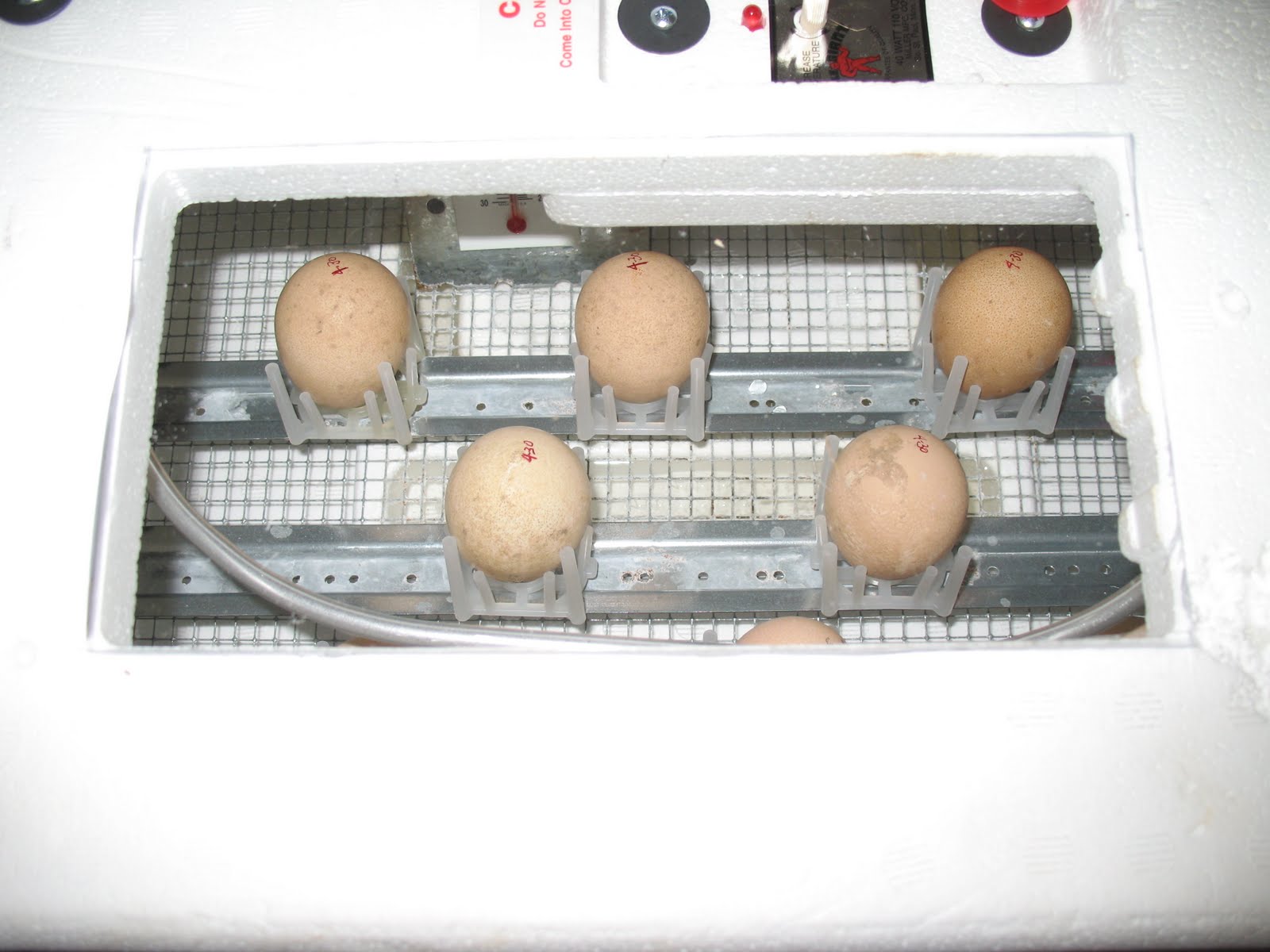 Razzberry Corner Incubator Vs. Broody Hen