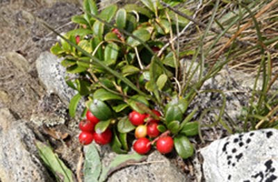 Vaccinium vitis-idaea (Mirtillo rosso)