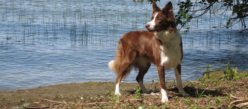 Min Border Collie Pebbels