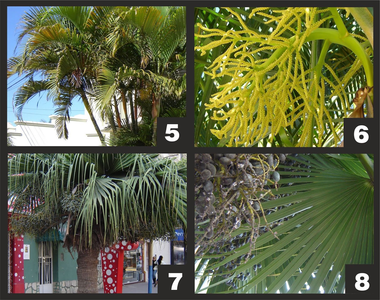 リビングルーム用の植物 - アレカ (Dypsis lutescens)