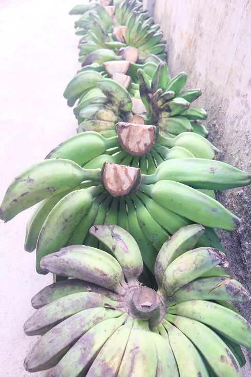 Bertandang Ke Dapur Keripik Pisang Tunas Kota Metro Duniaindra