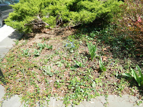 Toronto Summerhill spring front yard garden clean up after by Paul Jung Gardening Services