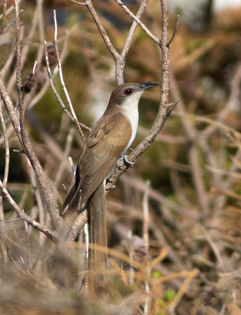 Black-billed Cuckoo - North Uist Black-billed Cuckoo - North Uist
