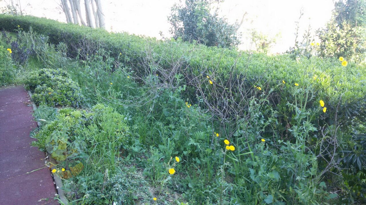 Lape ronza: il giardino del paese invaso dalle erbacce. spendere ... Rifare il giardino