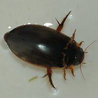 water beetle