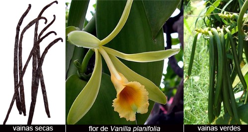 Grupo Orquideófilo del Norte Santafesino: ¿Sabías que la vanilla proviene  de una orquídea?