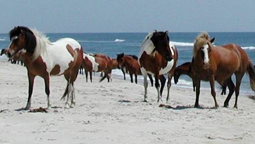 Critter Sitter S Blog 2017 Chincoteague Pony Penning Chincoteague Ponies On Ataeague National Seas