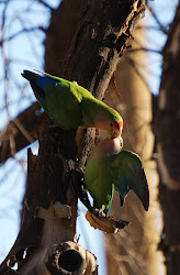 feeding bird captured birds moments chartoon yes character looks