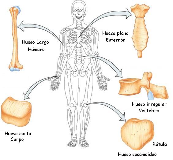 Desde las gavetas de mi escritorio: Clasificación de los huesos del  esqueleto humano