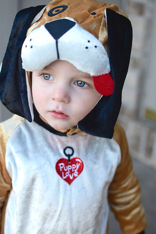 Halloween 2018, puppy | My Darling Days Halloween 2018, puppy | My Darling Days