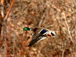 fish eating birds wallpapers 2102 flying