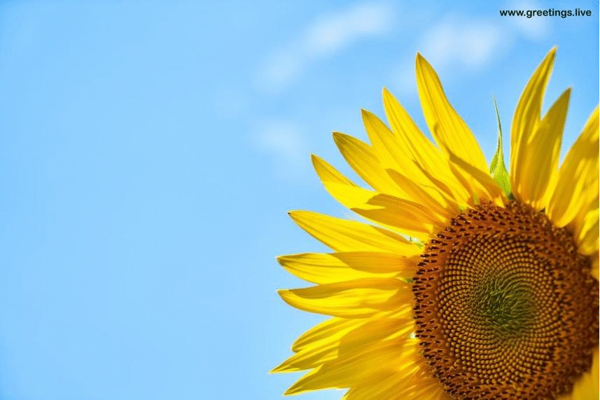 *Free Daily Greetings Pictures Festival GIF Images: Sunflower  GIF with Good Morning wishes animated Text GIF images