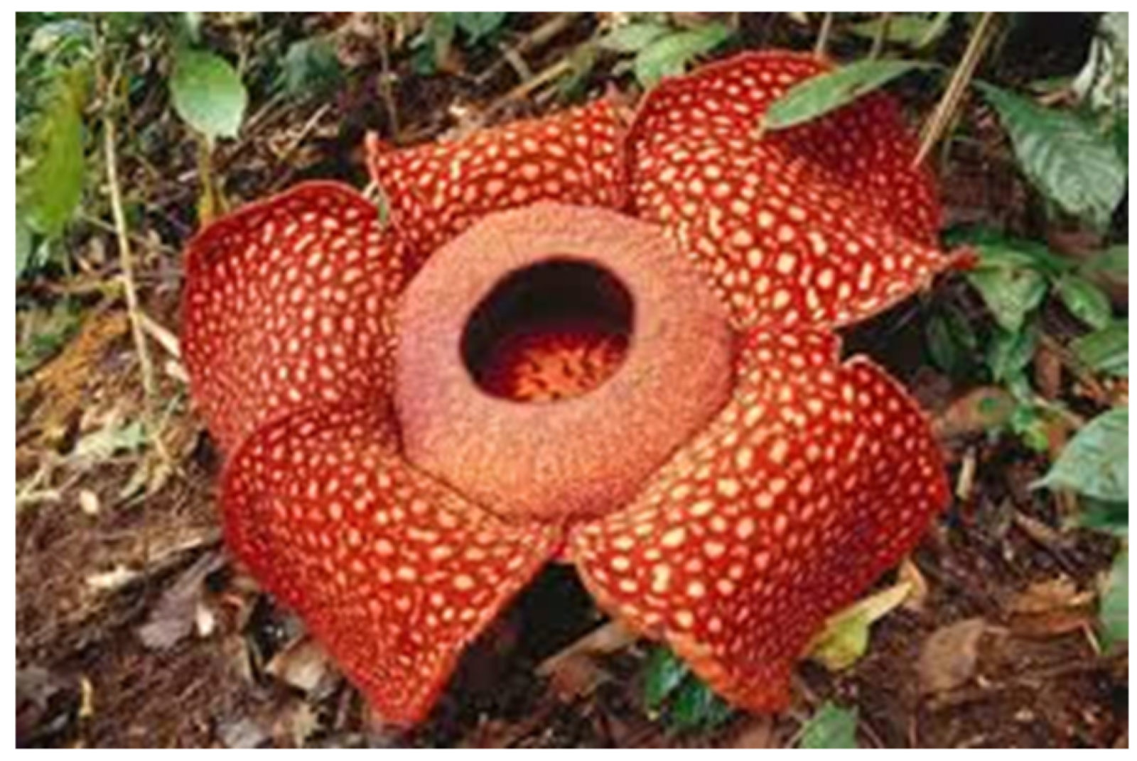Rafflesia Arnoldi