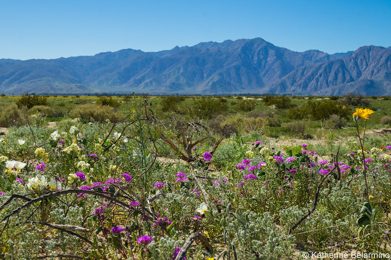 Peg Leg Road Southern California Anza-Borrego Desert Wildflowers