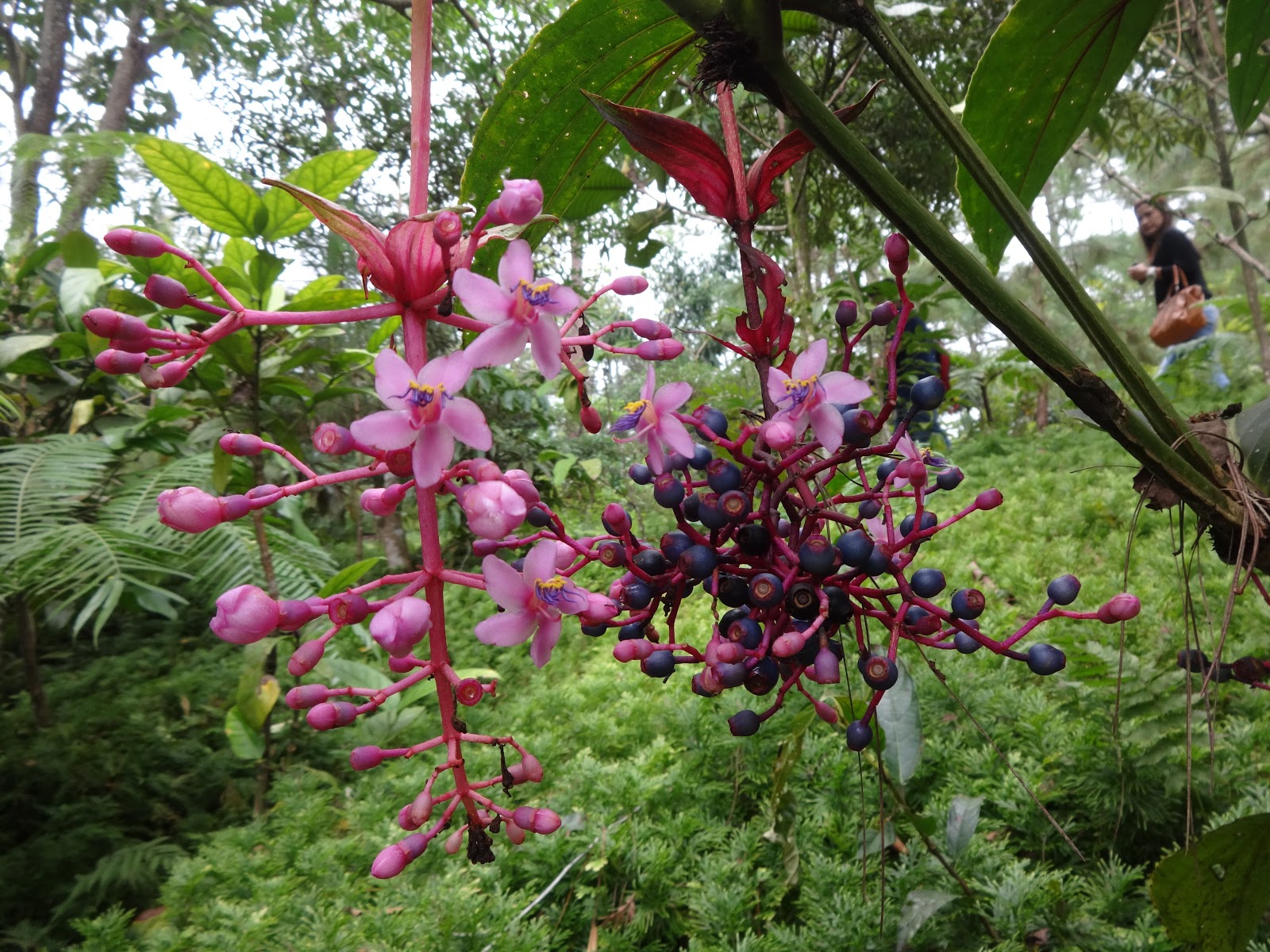 Herbs from Distant Lands Medinilla magnifica, Medinilla pendula