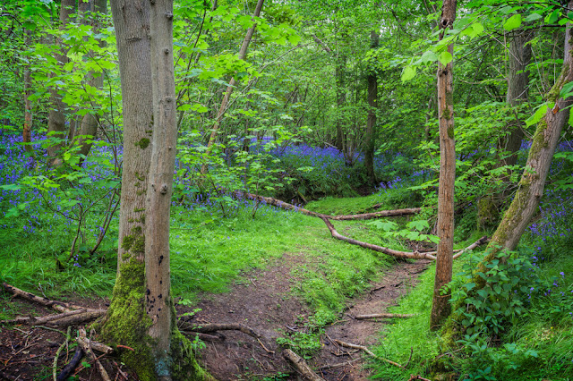 Dry stream bed spring green leaves and a carpet of bluebells