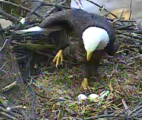 Eagles and Nature with chris7: Berry College Bald Eagle Chick Day 28