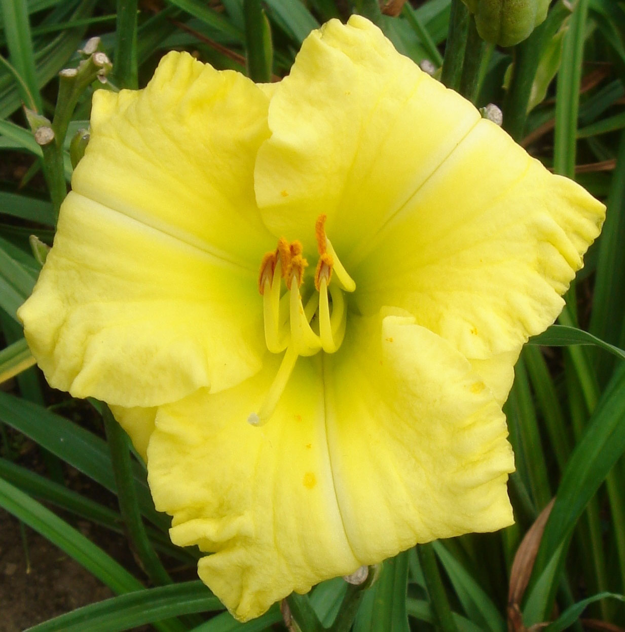 Plant Preview Marvelous Montego Melon™ Daylily Never Stops Blooming