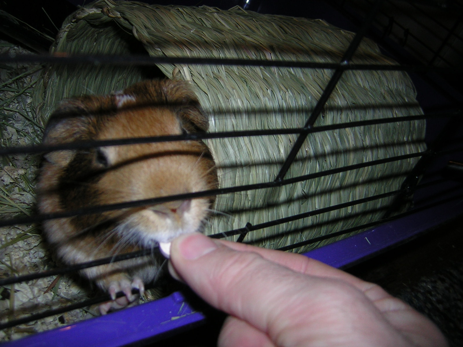 View of Cavy Savvy: A Guinea Pig Blog: Vitamin C Options for Guinea Pigs