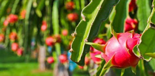 khasiat buah naga untuk diabetes cara mengolah buah naga untuk obat diabetes, manfaat buah naga untuk diabetes, efek samping buah naga , manfaat buah naga merah untuk gula darah, cara mengkonsumsi buah naga untuk diabetes, buah naga menyebabkan diabetes, buah penurun kadar gula, bahaya buah naga bagi diabetes, berita 10 tanaman penurun kadar gula darah, bahaya buah naga untuk penderita diabetes