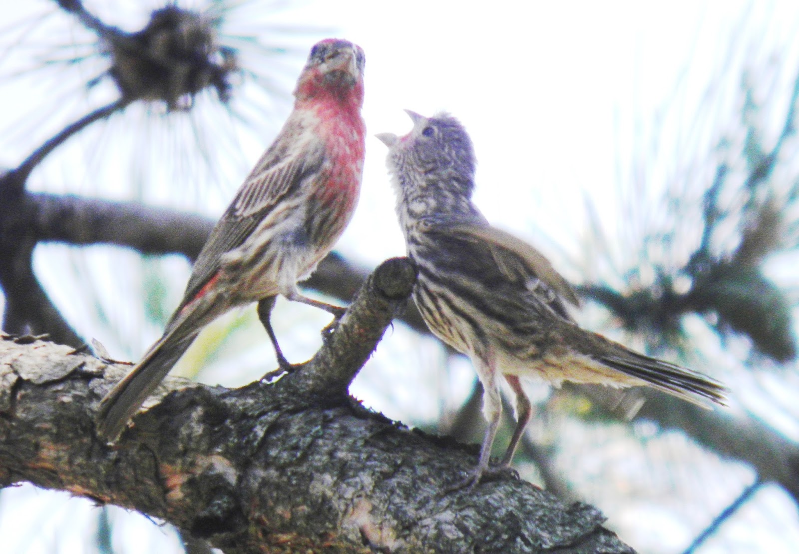 Wild Birds Unlimited: Effects of backyard bird feeding
