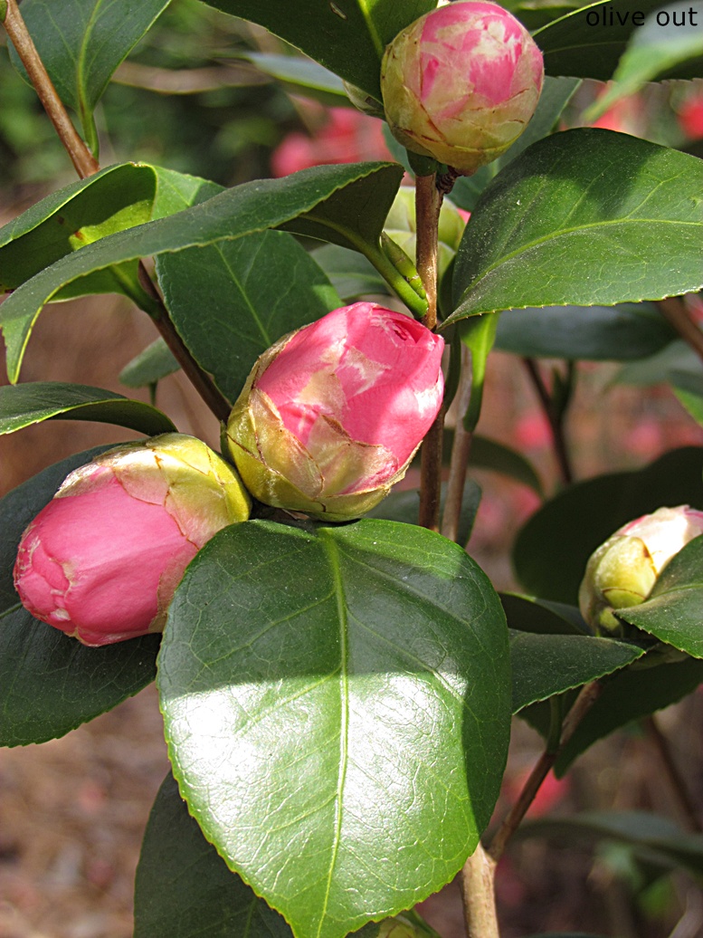 Olive Out: Camellias At The Yellow House
