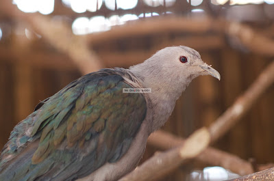 Click here to enlarge image Ark Avilon Zoo - Green Imperial Pigeon