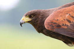 prey hawk hunting fast meat peagon bird kill flying coming instincs objects