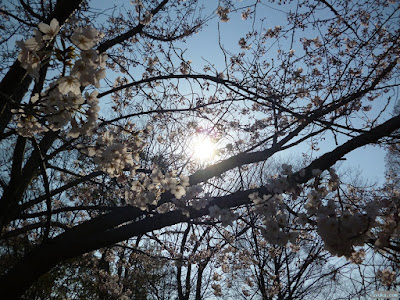 桜 桜