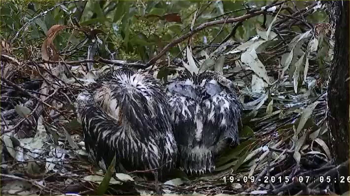 Eagles and Nature with chris7: Big Sur Condor Day 125 Big Stretch