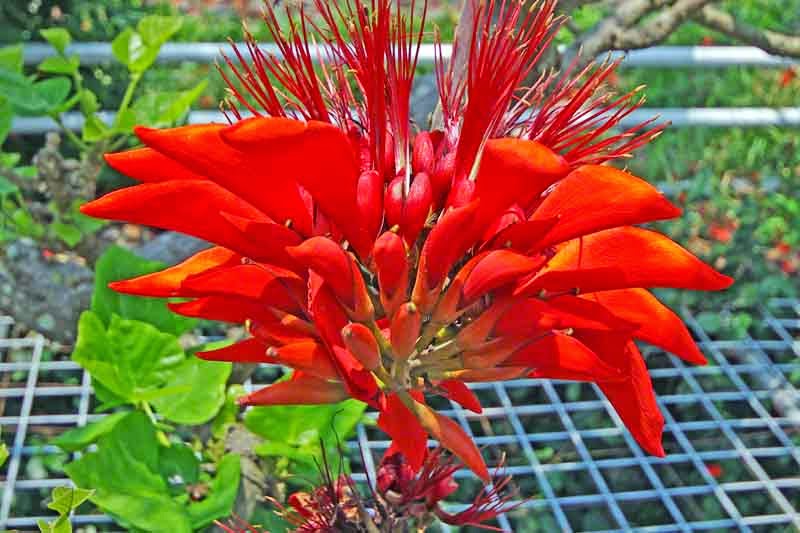 bright red flower blossom, close up