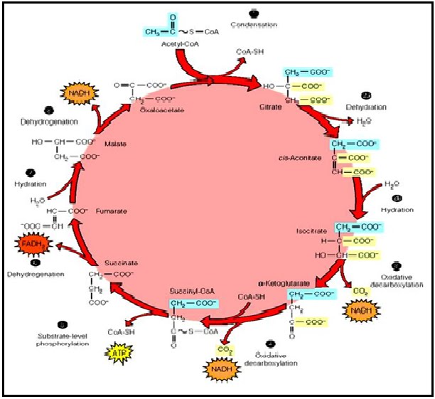 SIKLUS KREBSTRIKARBOKSILAT ASAM SITRAT Ilmu Fisika and Biologi