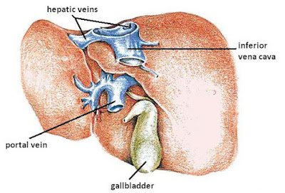 gambar anatomi hati manusia belakang