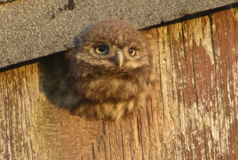 MERSEA WILDLIFE LITTLE OWLS