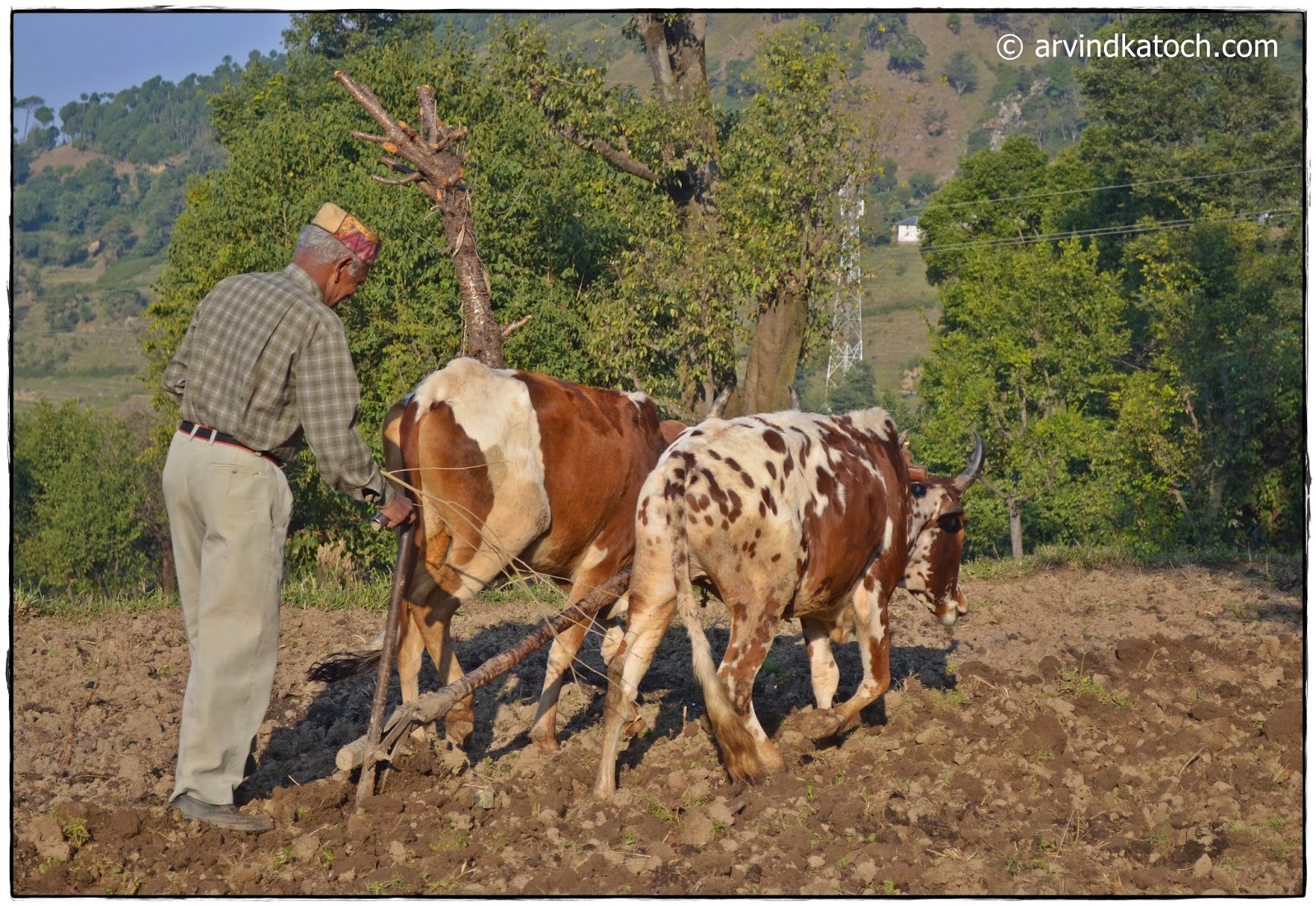 Indian Farmers, Poor Condition, Suicide, 