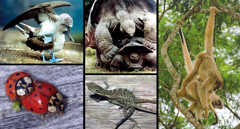 reproduccion animal: La reproducción sexual