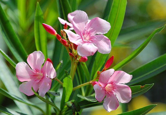 Daftar Tanaman Beracun Yang Ada Di Sekitar Kita Oleander bunga yang beracun